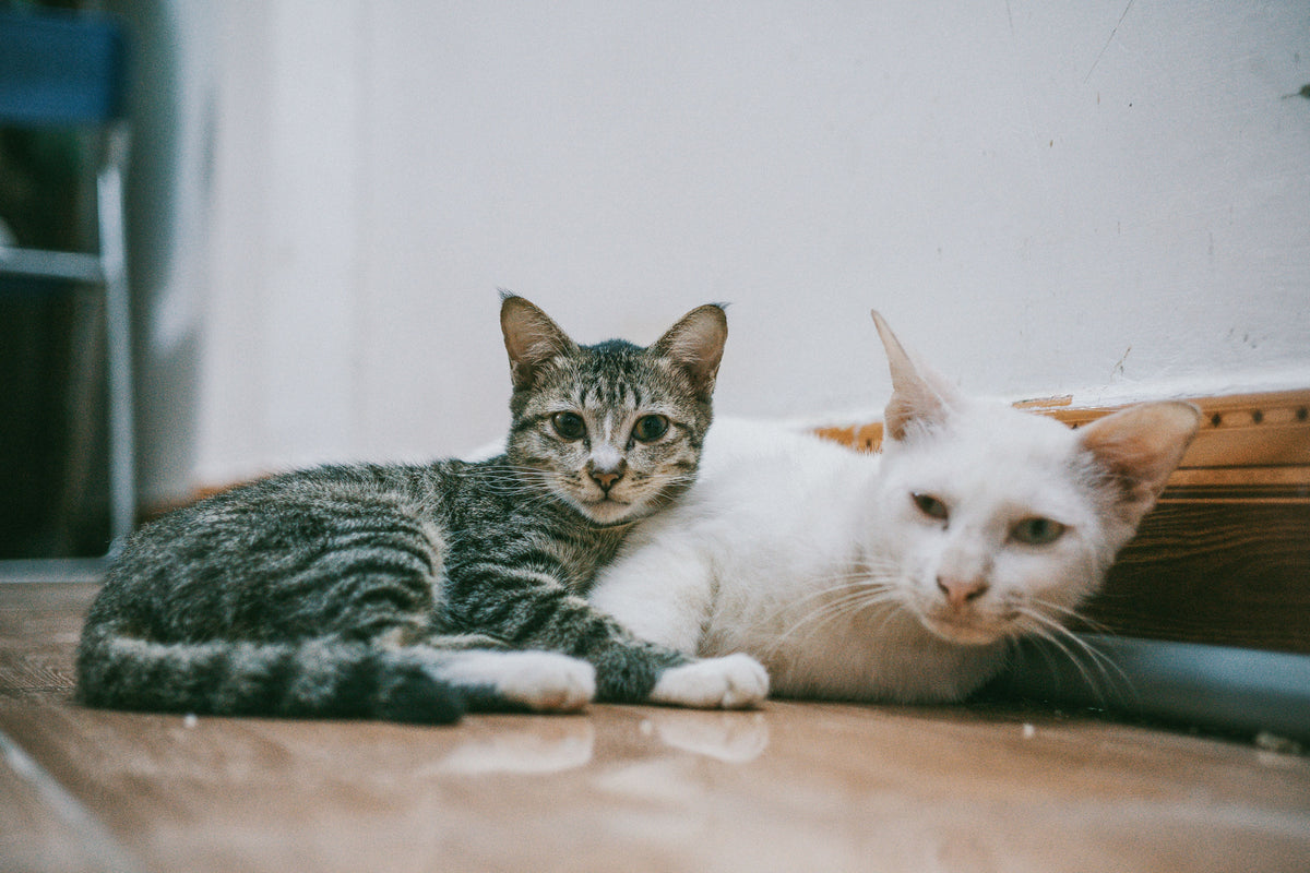 Cat Supplements & Food