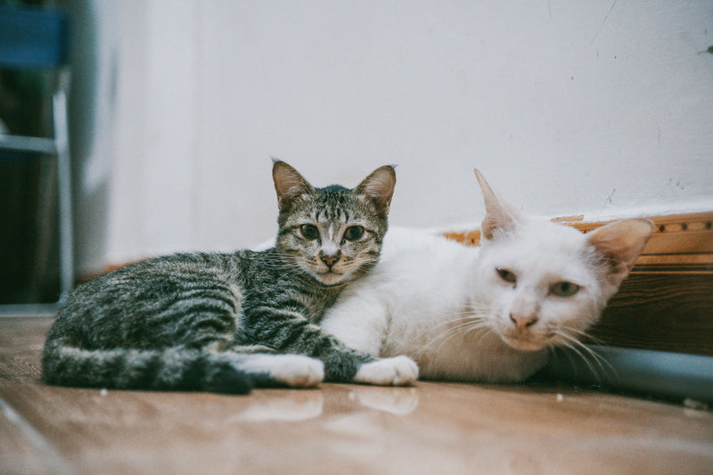 Cat Supplements & Food