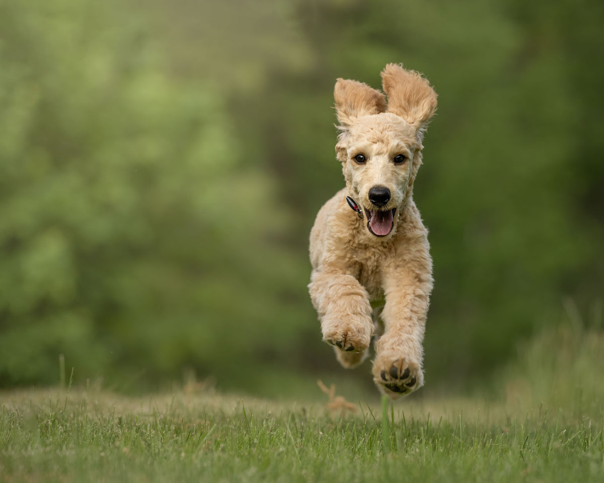 Dog Supplements