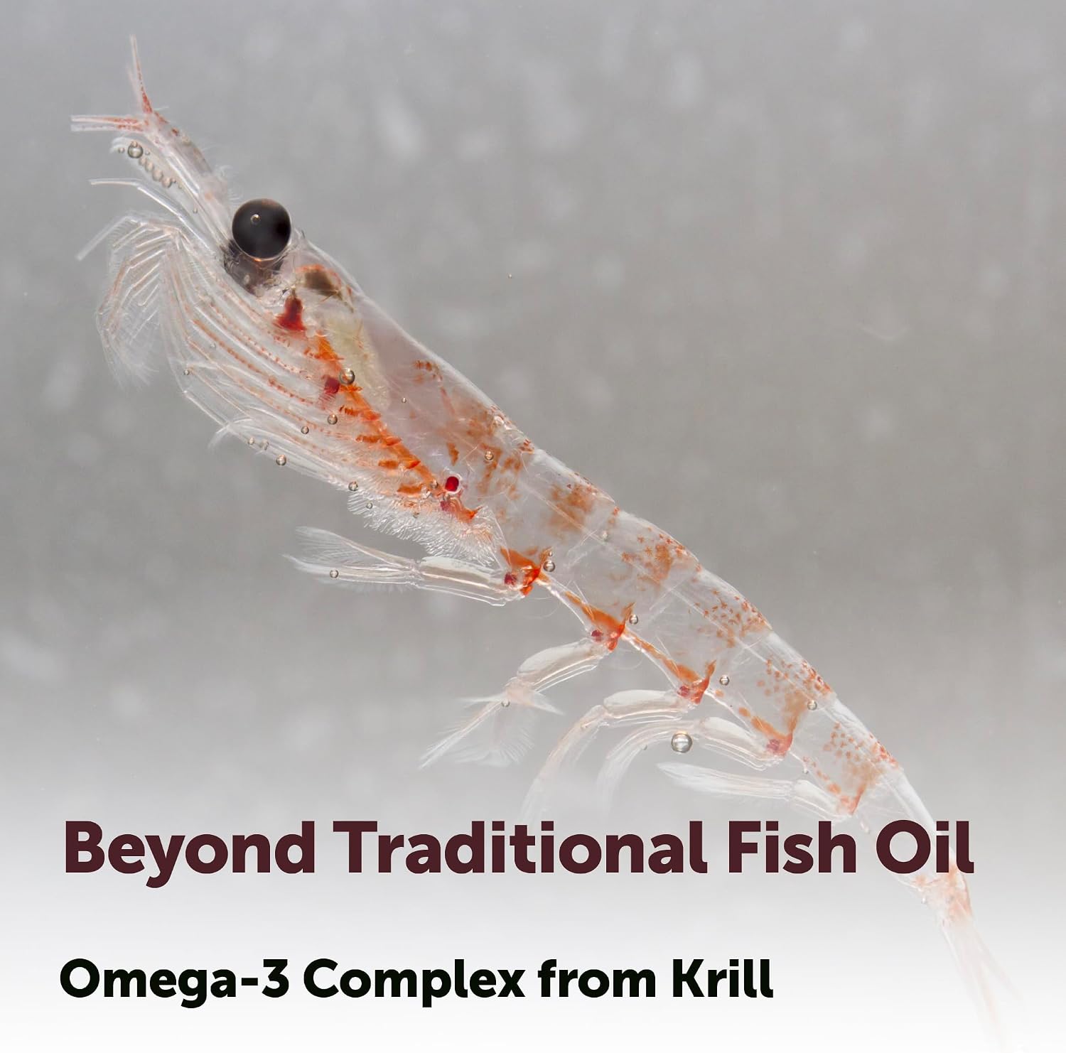 Micro Ingredients Antarctic Krill Oil Supplement