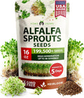HOME GROWN Non GMO Alfalfa Sprout Seeds
