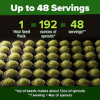 HOME GROWN Non GMO Alfalfa Sprout Seeds