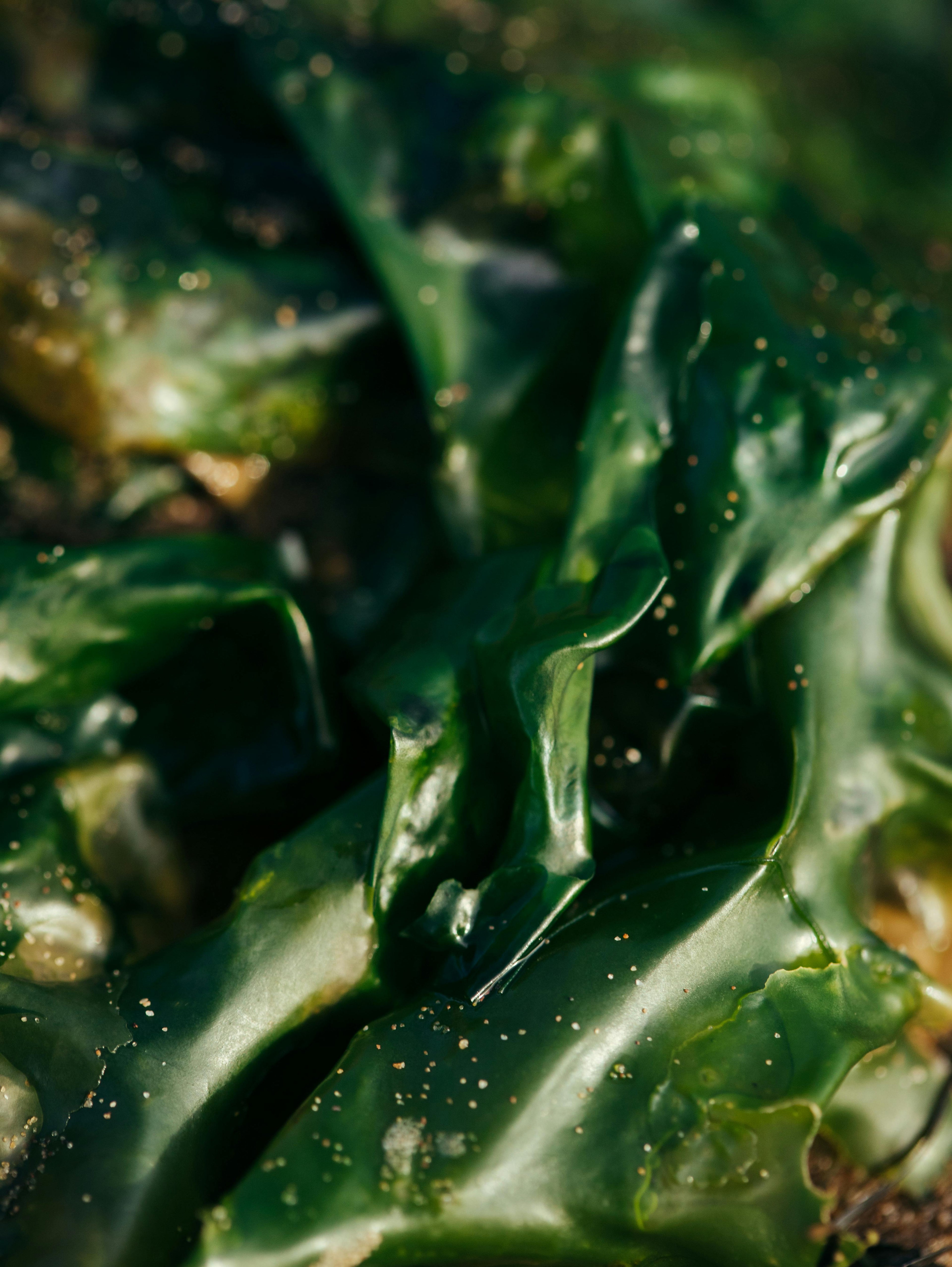 Seaweed (Algae)