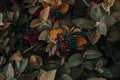Acai Berries