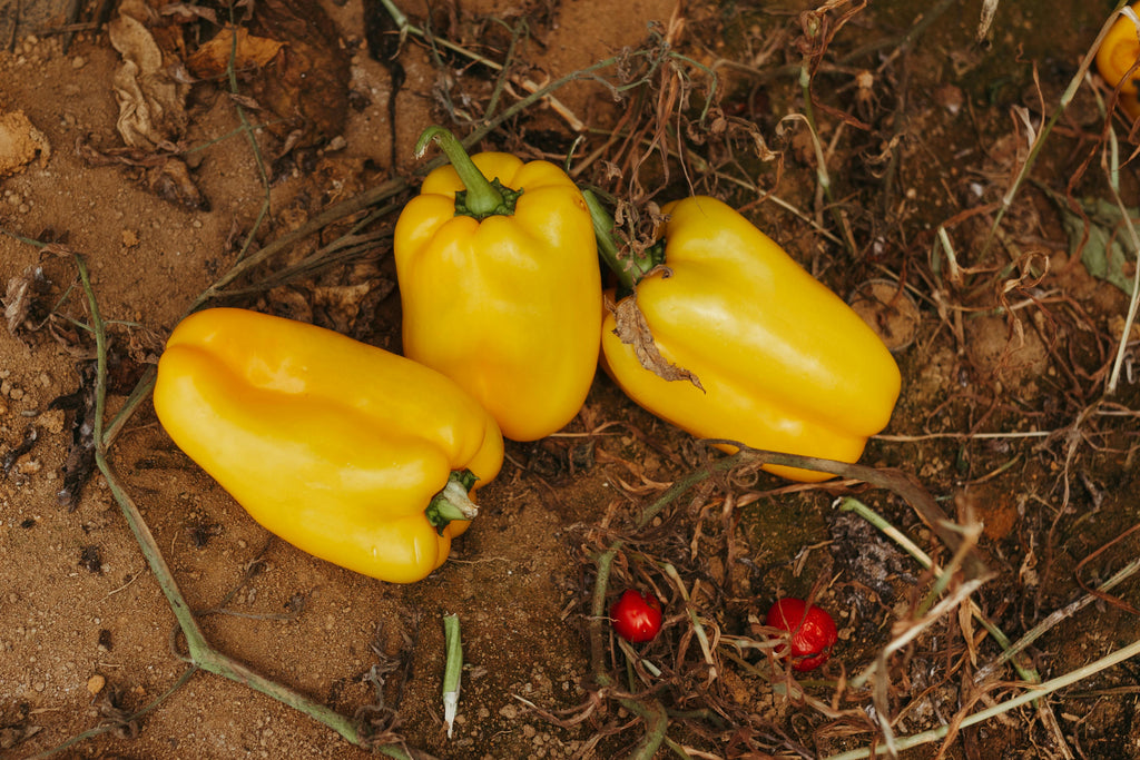 Peppers
