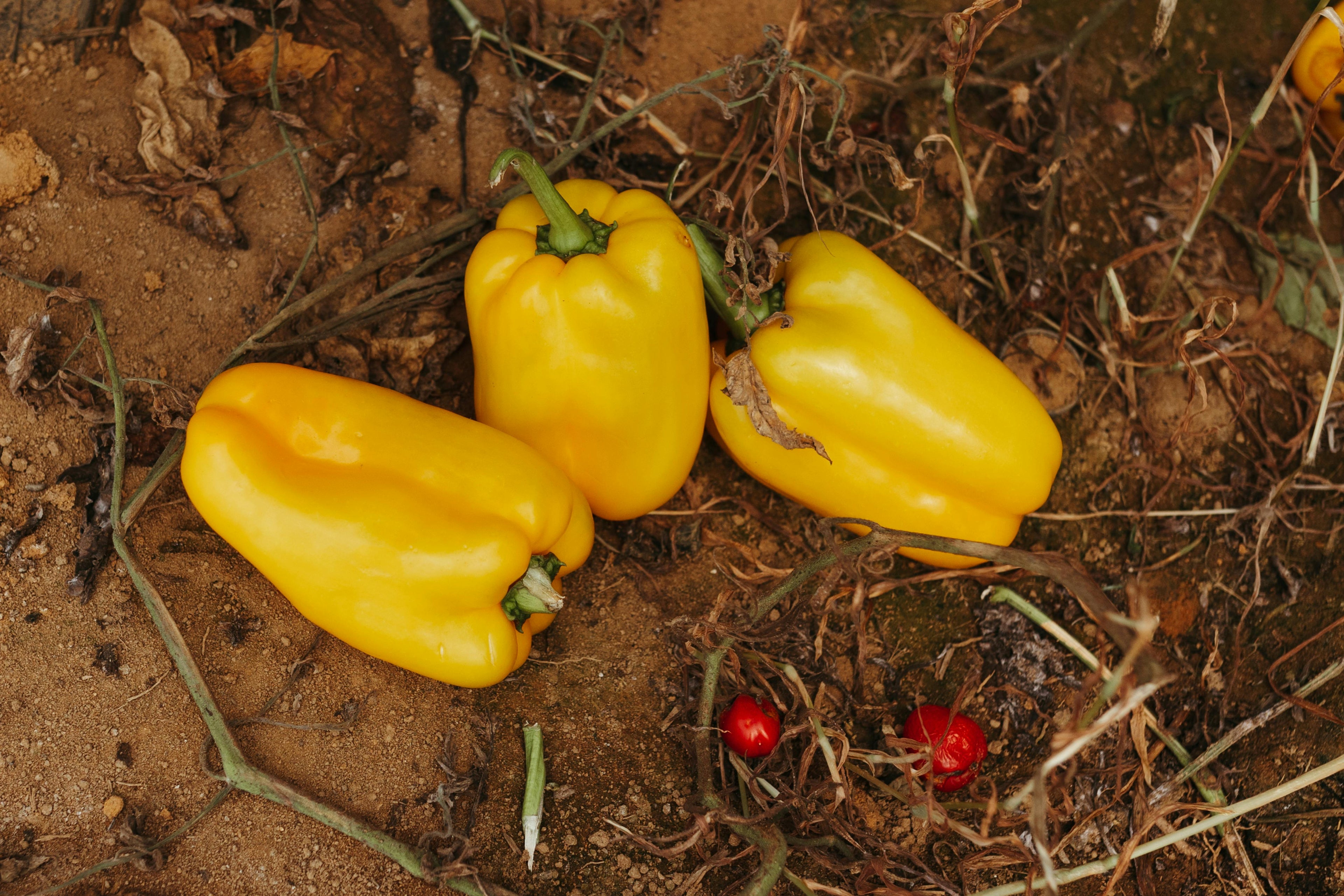 Peppers