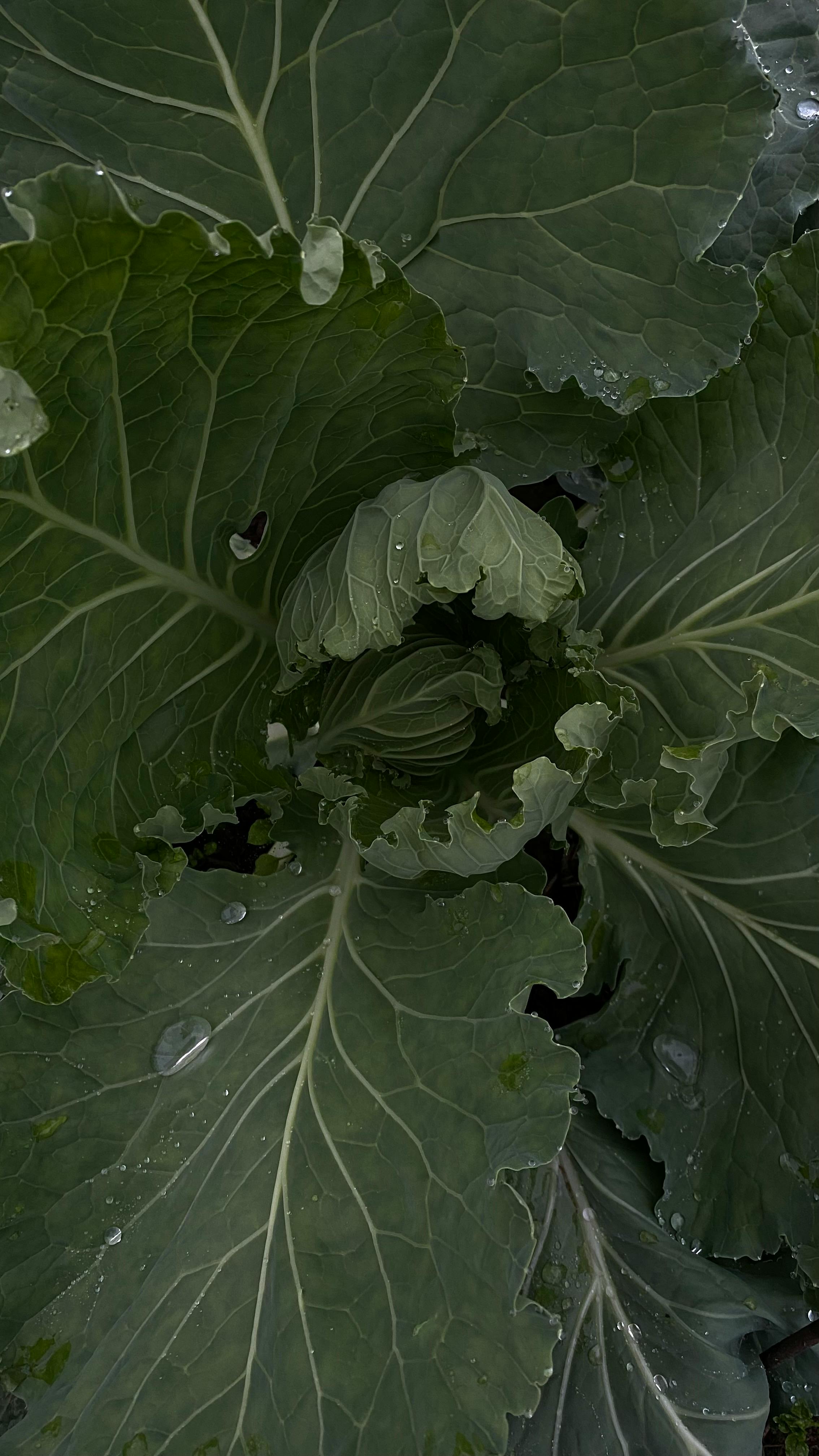 Sauerkraut Cabbage