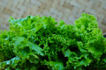 Lettuce